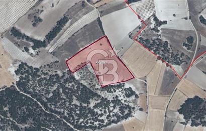 MANISA DEMİRCİ GÜMELE 24 DÖNÜM TARLA