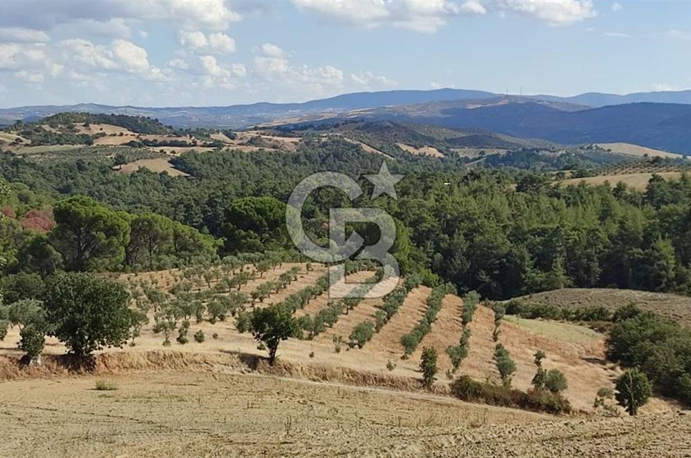 Manisa Gördes Merkeztepe 29 Dönüm Tek Tapu Satılık Tarla