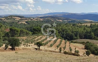 Manisa Gördes Merkeztepe 29 Dönüm Tek Tapu Satılık Tarla