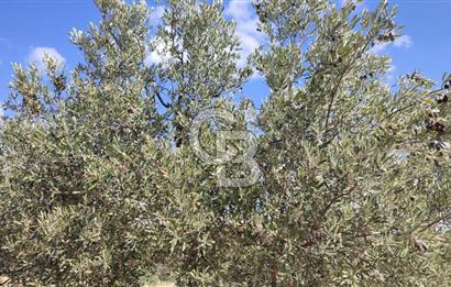 Manisa Gördes Merkeztepe 29 Dönüm Tek Tapu Satılık Tarla