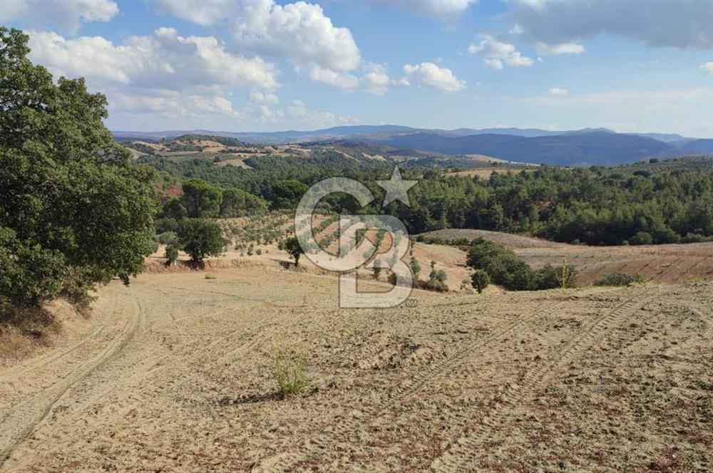 Manisa Gördes Merkeztepe 29 Dönüm Tek Tapu Satılık Tarla