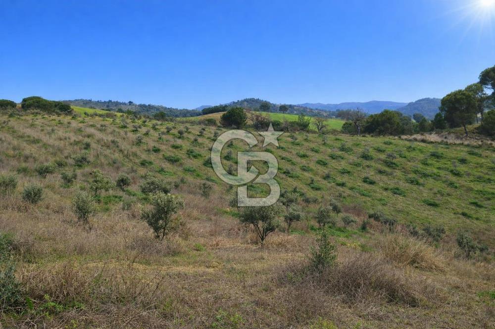 Manisa Gördes Merkeztepe 29 Dönüm Tek Tapu Satılık Tarla