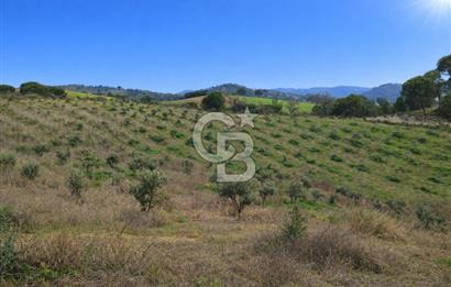 Manisa Gördes Merkeztepe 29 Dönüm Tek Tapu Satılık Tarla