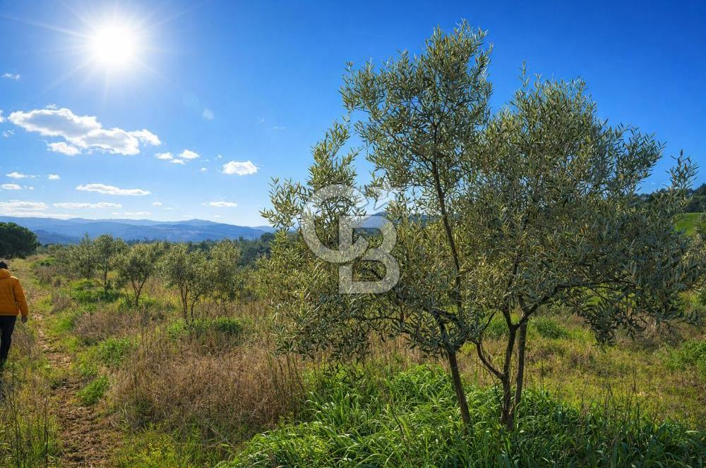 Manisa Gördes Merkeztepe 29 Dönüm Tek Tapu Satılık Tarla