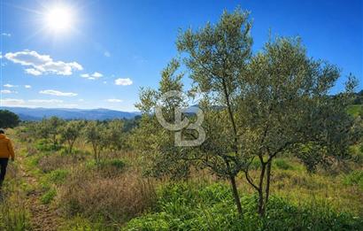 Manisa Gördes Merkeztepe 29 Dönüm Tek Tapu Satılık Tarla