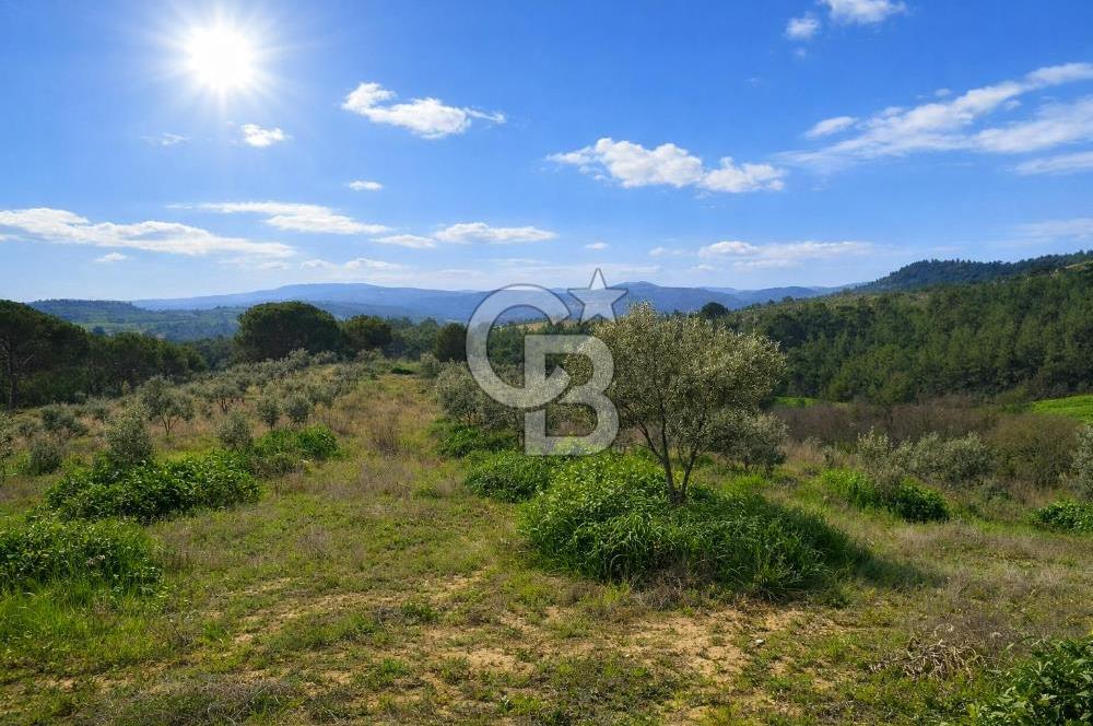 Manisa Gördes Merkeztepe 29 Dönüm Tek Tapu Satılık Tarla