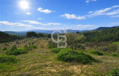 Manisa Gördes Merkeztepe 29 Dönüm Tek Tapu Satılık Tarla