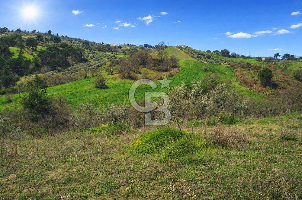 Manisa Gördes Merkeztepe 29 Dönüm Tek Tapu Satılık Tarla