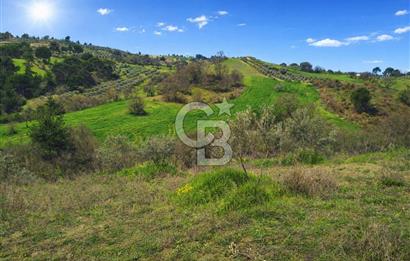 Manisa Gördes Merkeztepe 29 Dönüm Tek Tapu Satılık Tarla