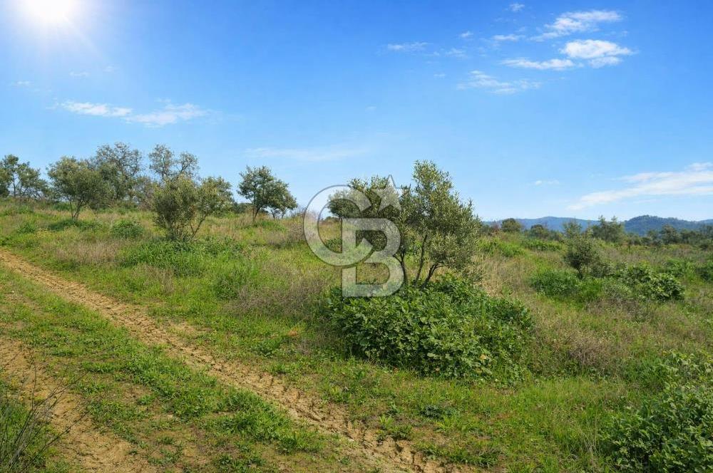 Manisa Gördes Merkeztepe 29 Dönüm Tek Tapu Satılık Tarla