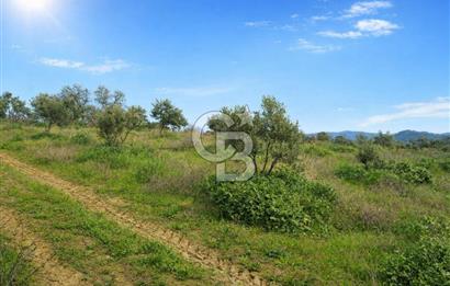 Manisa Gördes Merkeztepe 29 Dönüm Tek Tapu Satılık Tarla