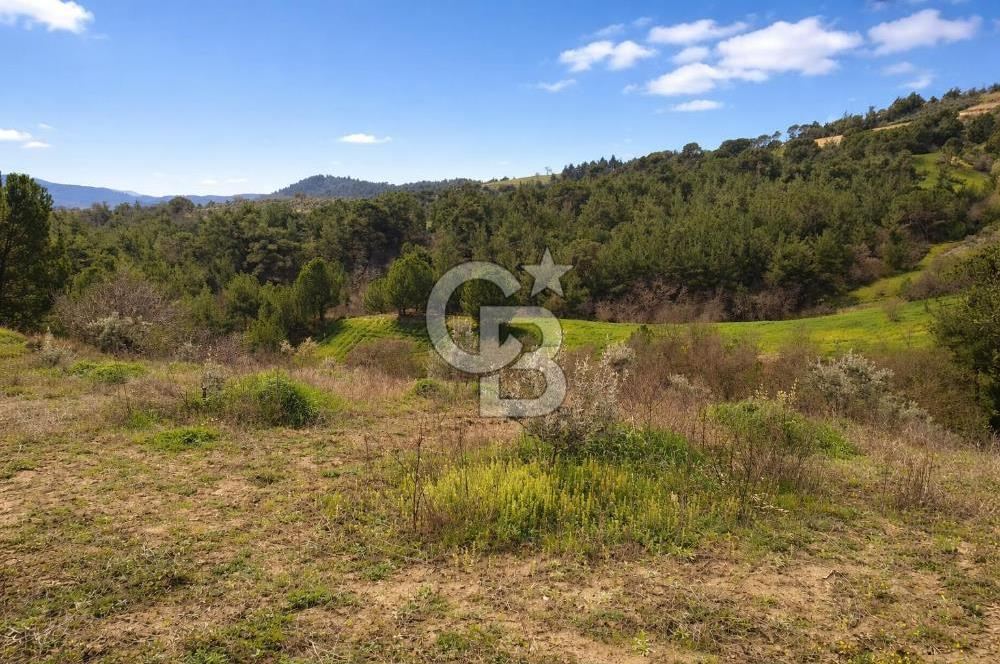 Manisa Gördes Merkeztepe 29 Dönüm Tek Tapu Satılık Tarla