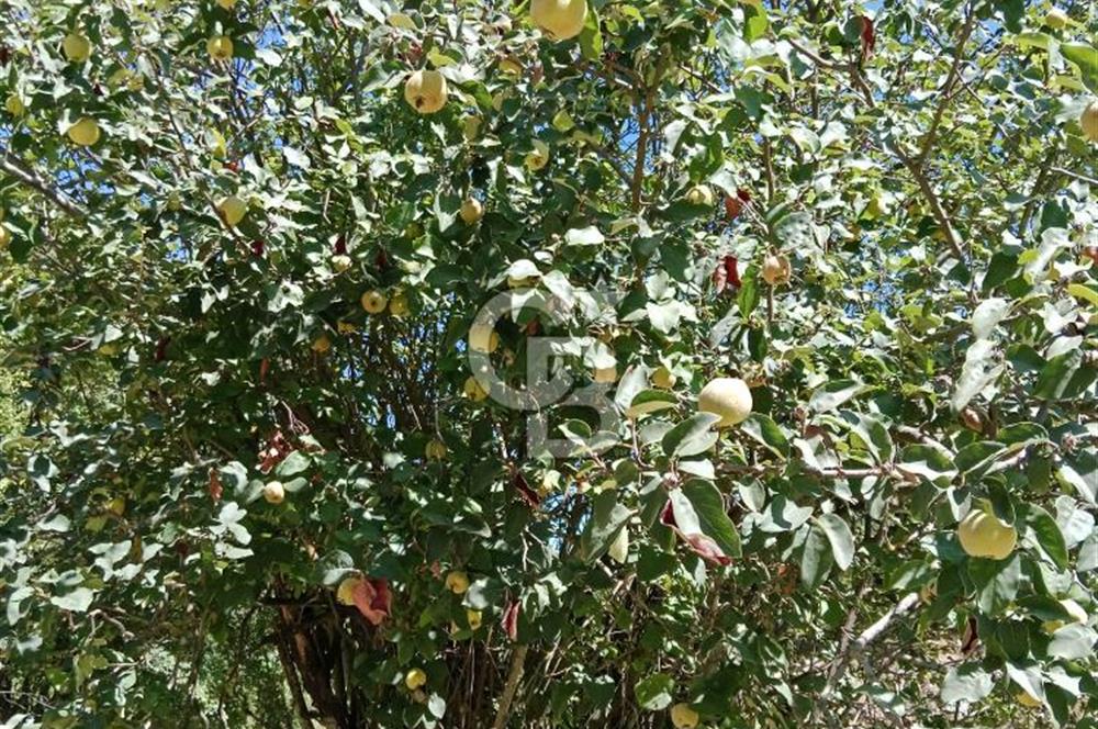 Ödemiş Horzum 1700M2 Resmi Yola Cephe Köye Yakın Satılık Bahçe