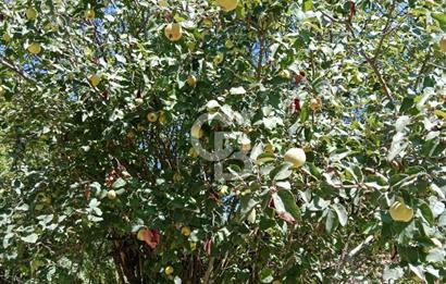 Ödemiş Horzum 1700M2 Resmi Yola Cephe Köye Yakın Satılık Bahçe