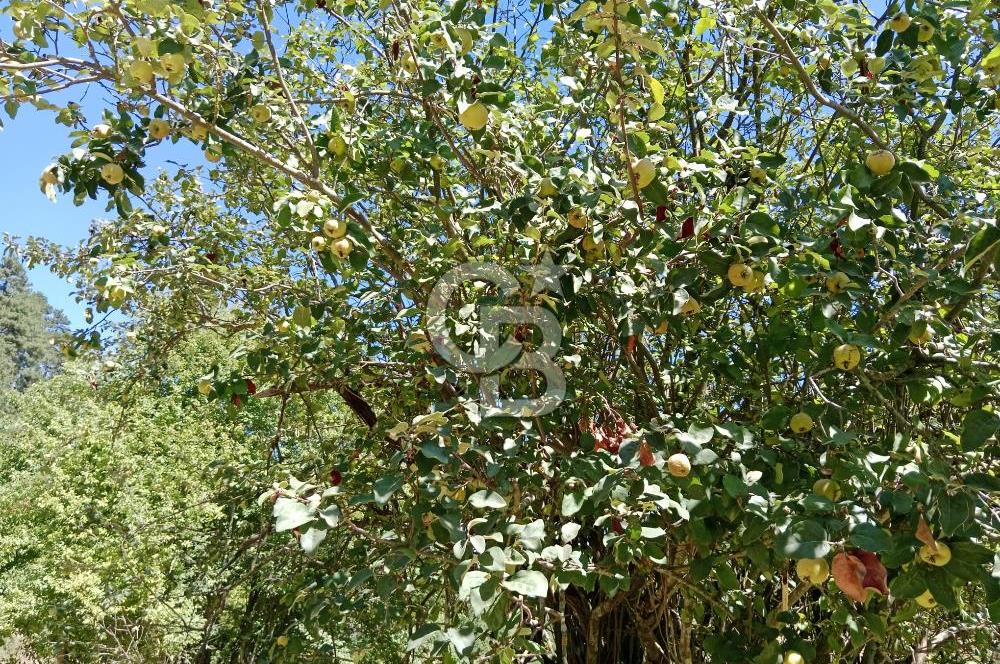 Ödemiş Horzum 1700M2 Resmi Yola Cephe Köye Yakın Satılık Bahçe