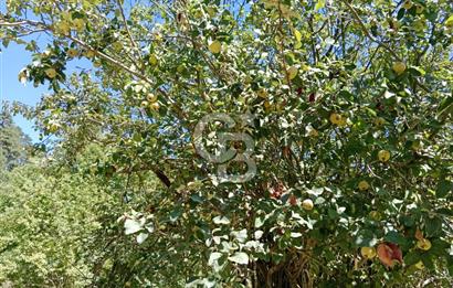 Ödemiş Horzum 1700M2 Resmi Yola Cephe Köye Yakın Satılık Bahçe