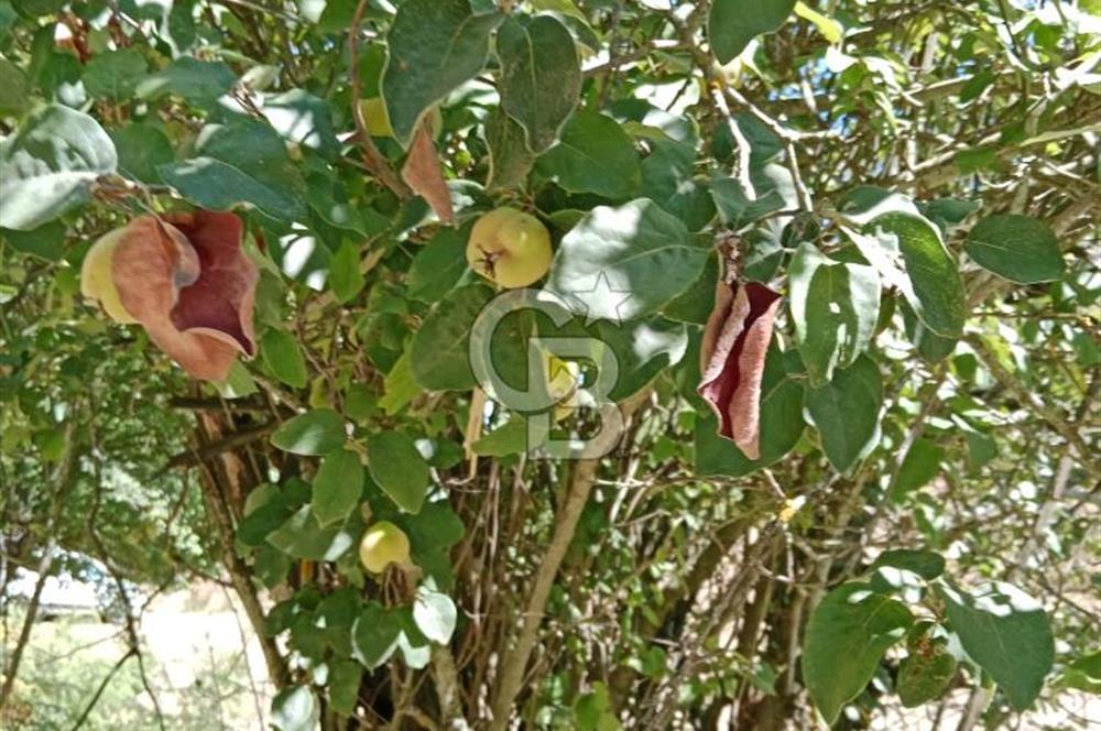 Ödemiş Horzum 1700M2 Resmi Yola Cephe Köye Yakın Satılık Bahçe