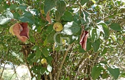 Ödemiş Horzum 1700M2 Resmi Yola Cephe Köye Yakın Satılık Bahçe