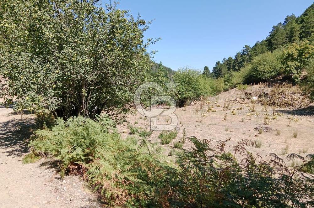 Ödemiş Horzum 1700M2 Resmi Yola Cephe Köye Yakın Satılık Bahçe