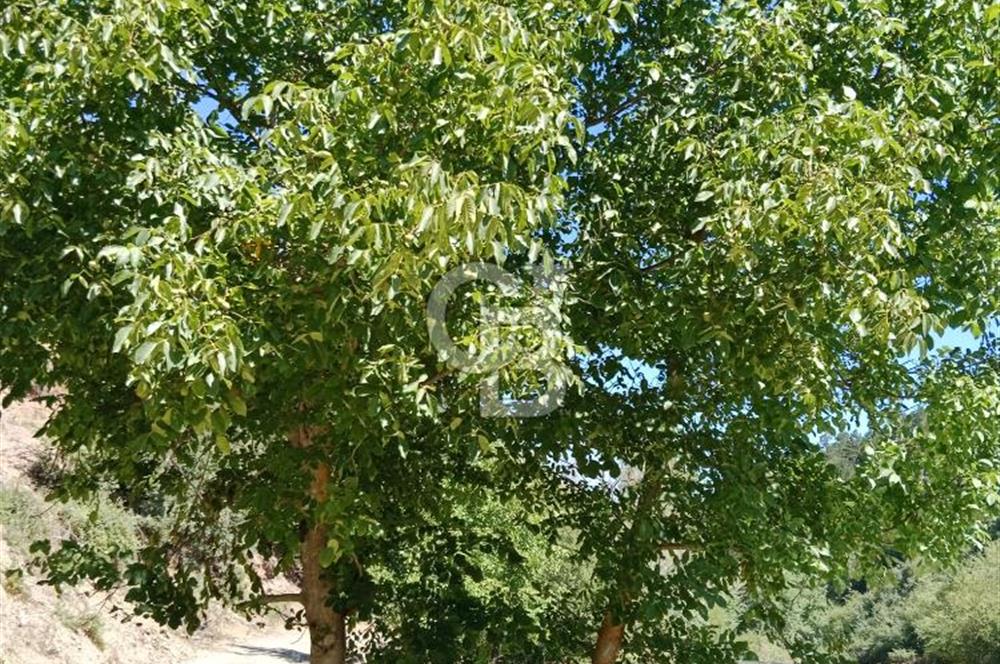 Ödemiş Horzum 1700M2 Resmi Yola Cephe Köye Yakın Satılık Bahçe