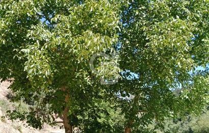 Ödemiş Horzum 1700M2 Resmi Yola Cephe Köye Yakın Satılık Bahçe