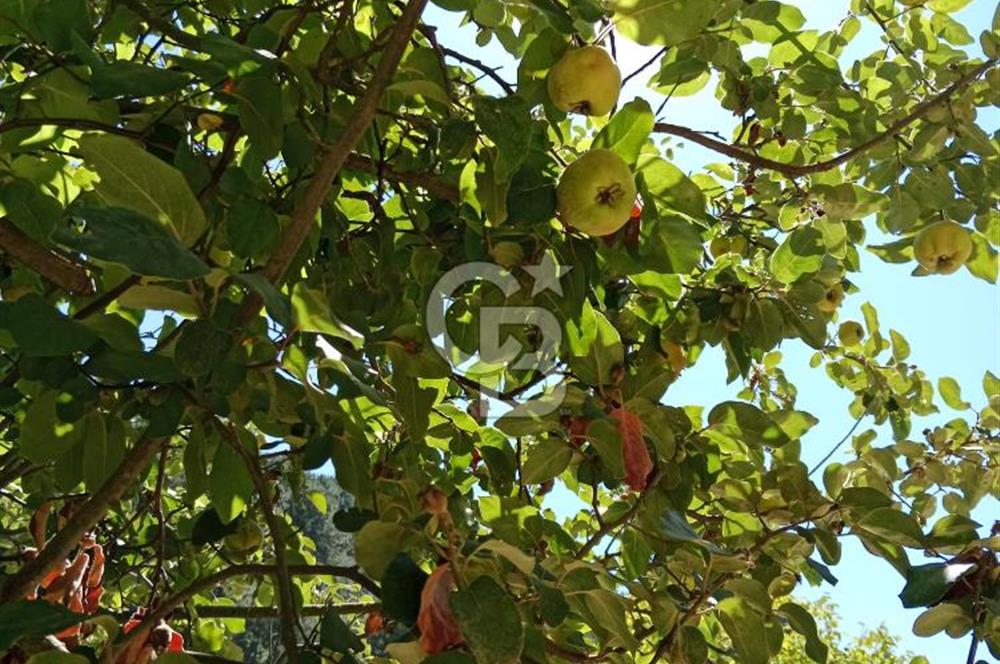 Ödemiş Horzum 1700M2 Resmi Yola Cephe Köye Yakın Satılık Bahçe