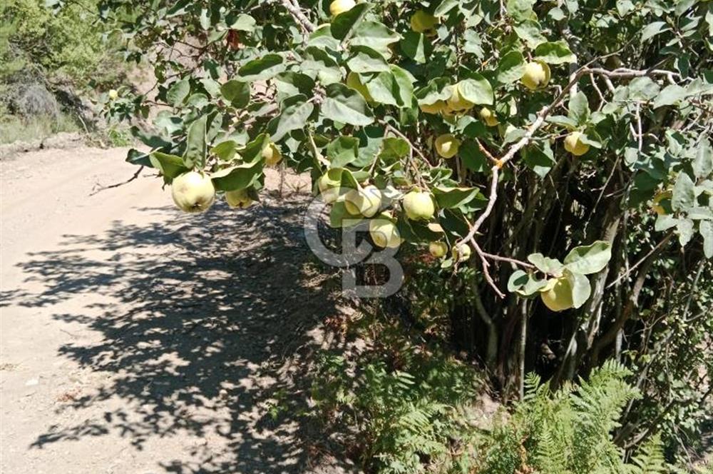 Ödemiş Horzum 1700M2 Resmi Yola Cephe Köye Yakın Satılık Bahçe