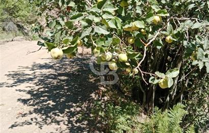 Ödemiş Horzum 1700M2 Resmi Yola Cephe Köye Yakın Satılık Bahçe