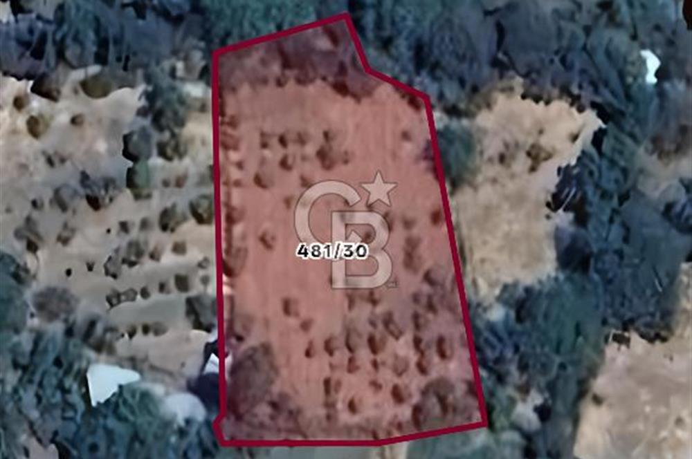 KEMALPAŞA BAĞYURDU'DA SATILIK KAYISI BAHÇESİ