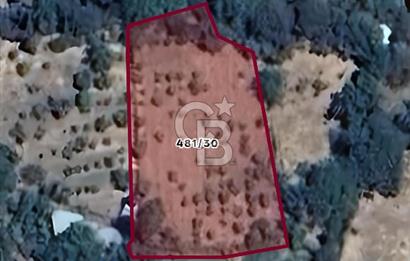 KEMALPAŞA BAĞYURDU'DA SATILIK KAYISI BAHÇESİ