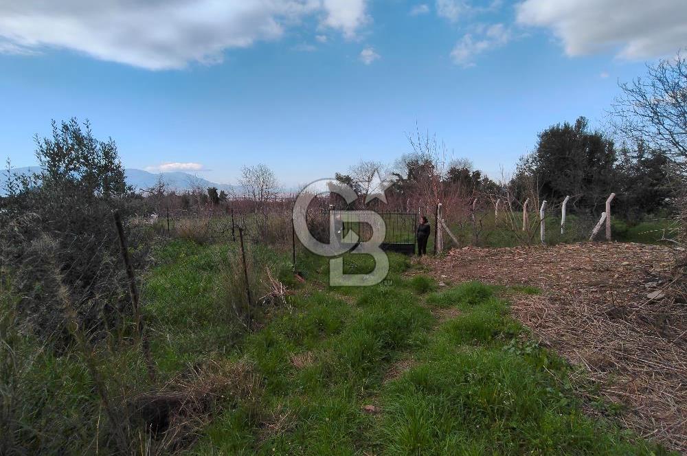 KEMALPAŞA BAĞYURDU'DA SATILIK KAYISI BAHÇESİ