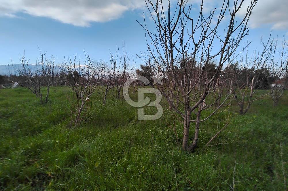 KEMALPAŞA BAĞYURDU'DA SATILIK KAYISI BAHÇESİ