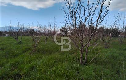KEMALPAŞA BAĞYURDU'DA SATILIK KAYISI BAHÇESİ