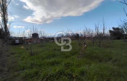 KEMALPAŞA BAĞYURDU'DA SATILIK KAYISI BAHÇESİ