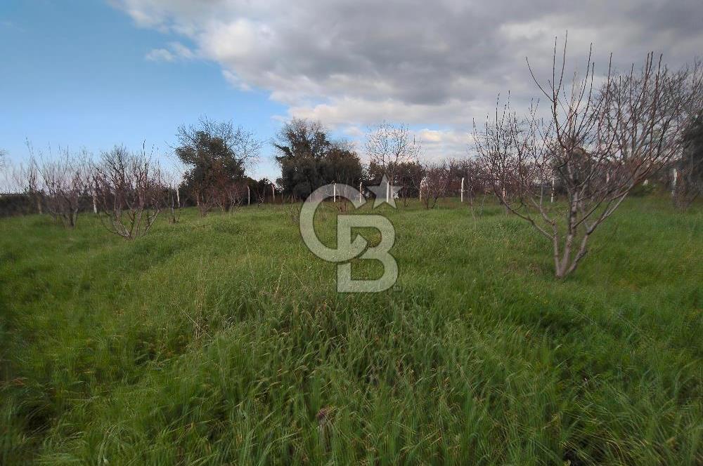 KEMALPAŞA BAĞYURDU'DA SATILIK KAYISI BAHÇESİ