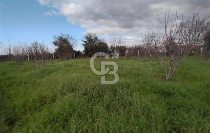 KEMALPAŞA BAĞYURDU'DA SATILIK KAYISI BAHÇESİ