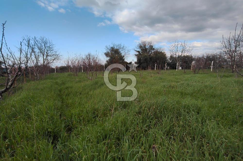 KEMALPAŞA BAĞYURDU'DA SATILIK KAYISI BAHÇESİ