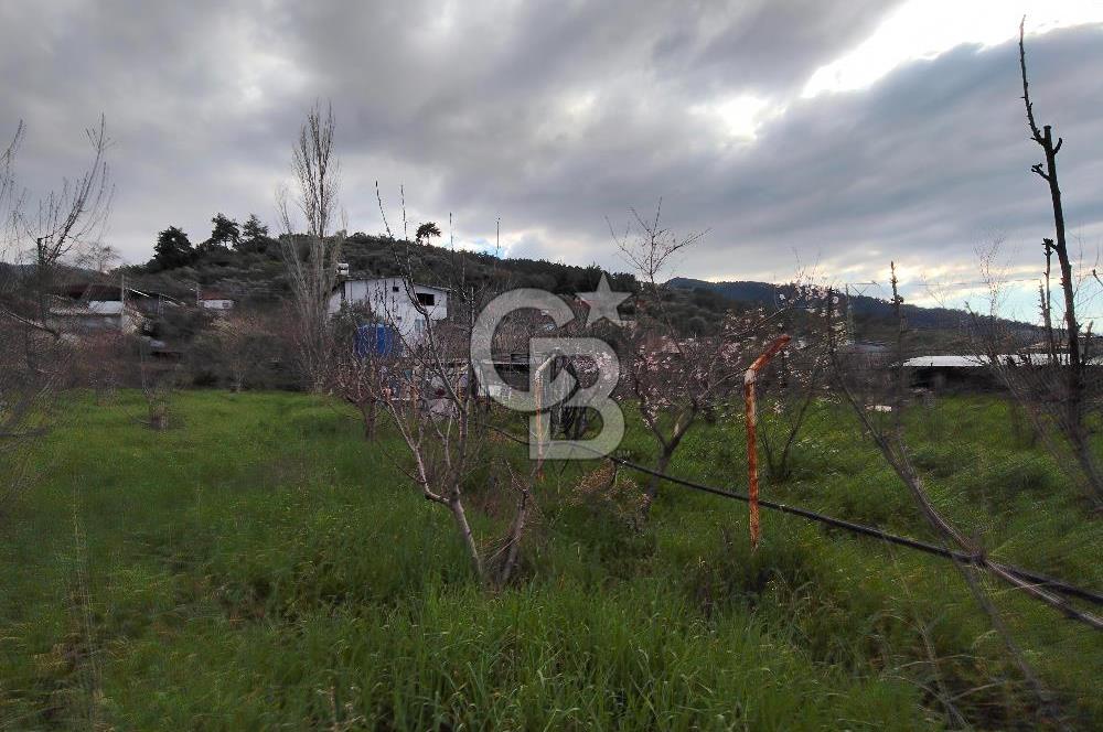 KEMALPAŞA BAĞYURDU'DA SATILIK KAYISI BAHÇESİ