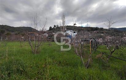 KEMALPAŞA BAĞYURDU'DA SATILIK KAYISI BAHÇESİ