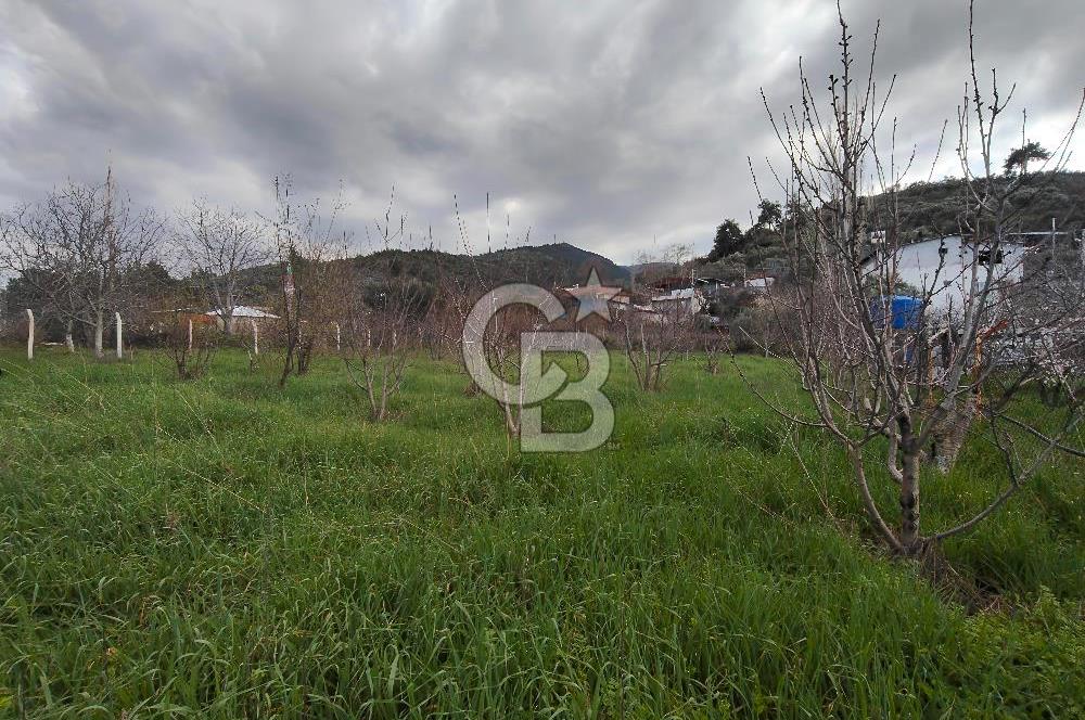 KEMALPAŞA BAĞYURDU'DA SATILIK KAYISI BAHÇESİ