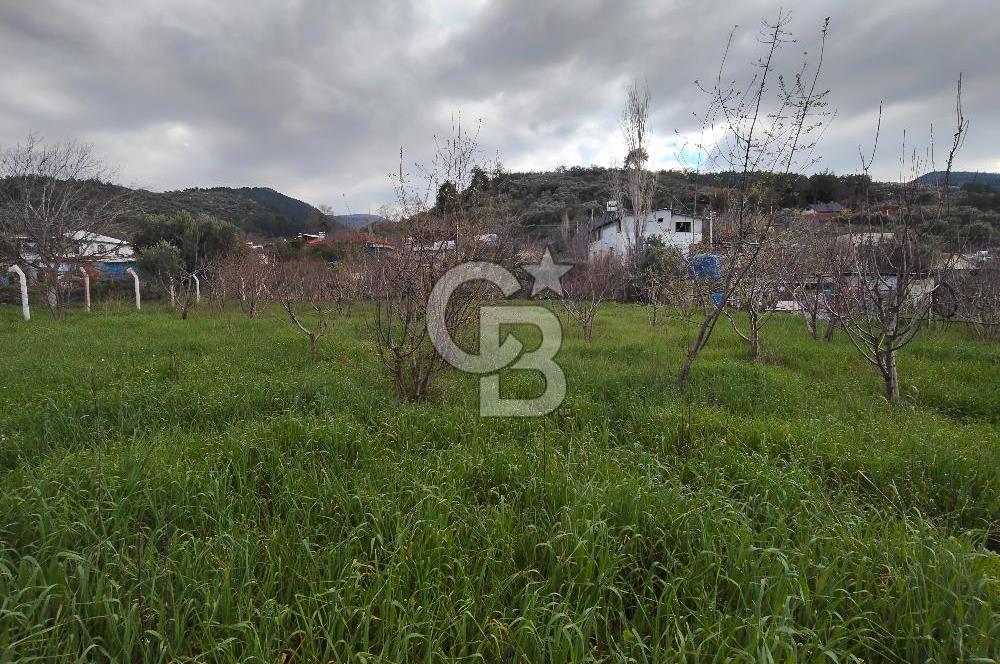 KEMALPAŞA BAĞYURDU'DA SATILIK KAYISI BAHÇESİ