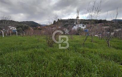 KEMALPAŞA BAĞYURDU'DA SATILIK KAYISI BAHÇESİ