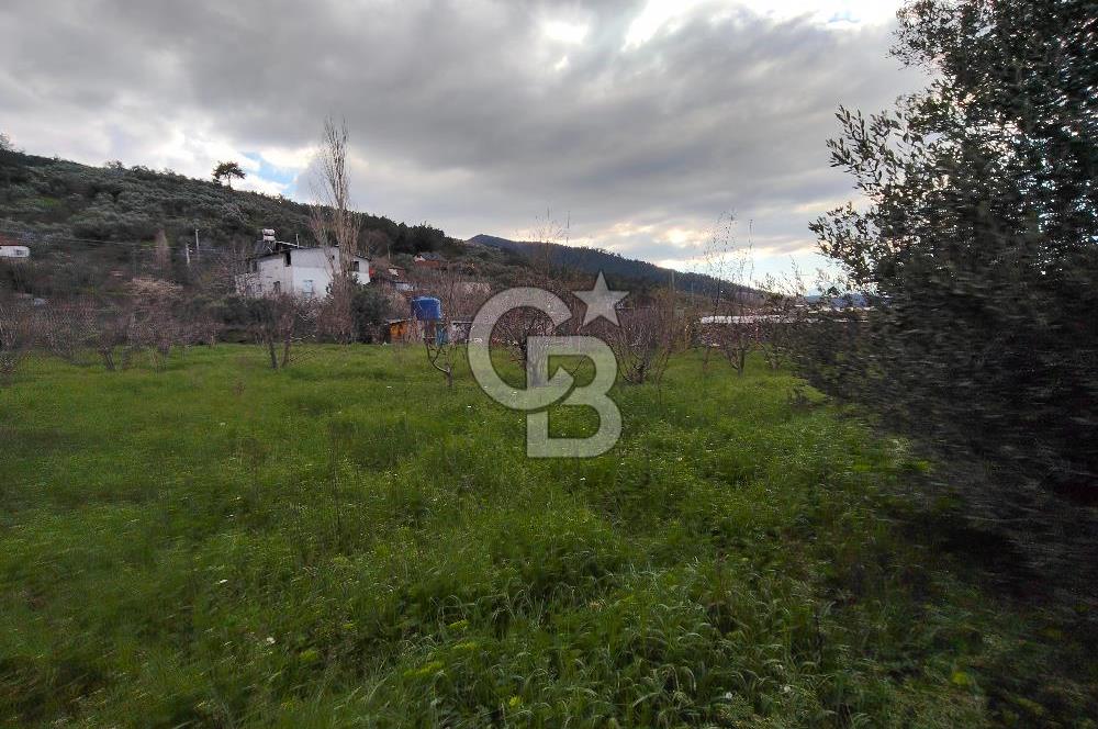 KEMALPAŞA BAĞYURDU'DA SATILIK KAYISI BAHÇESİ