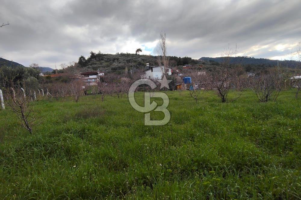 KEMALPAŞA BAĞYURDU'DA SATILIK KAYISI BAHÇESİ