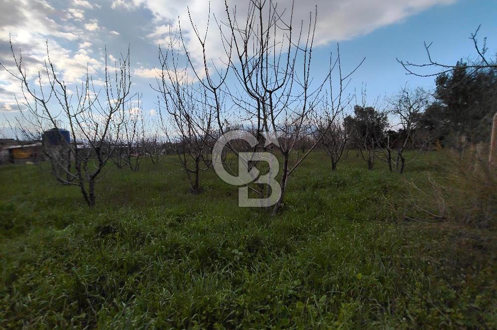 KEMALPAŞA BAĞYURDU'DA SATILIK KAYISI BAHÇESİ