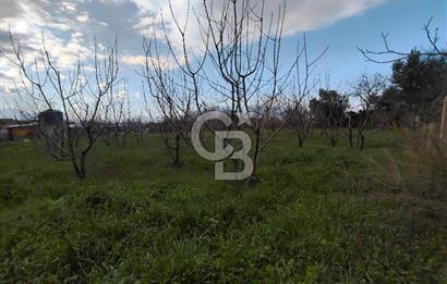 KEMALPAŞA BAĞYURDU'DA SATILIK KAYISI BAHÇESİ