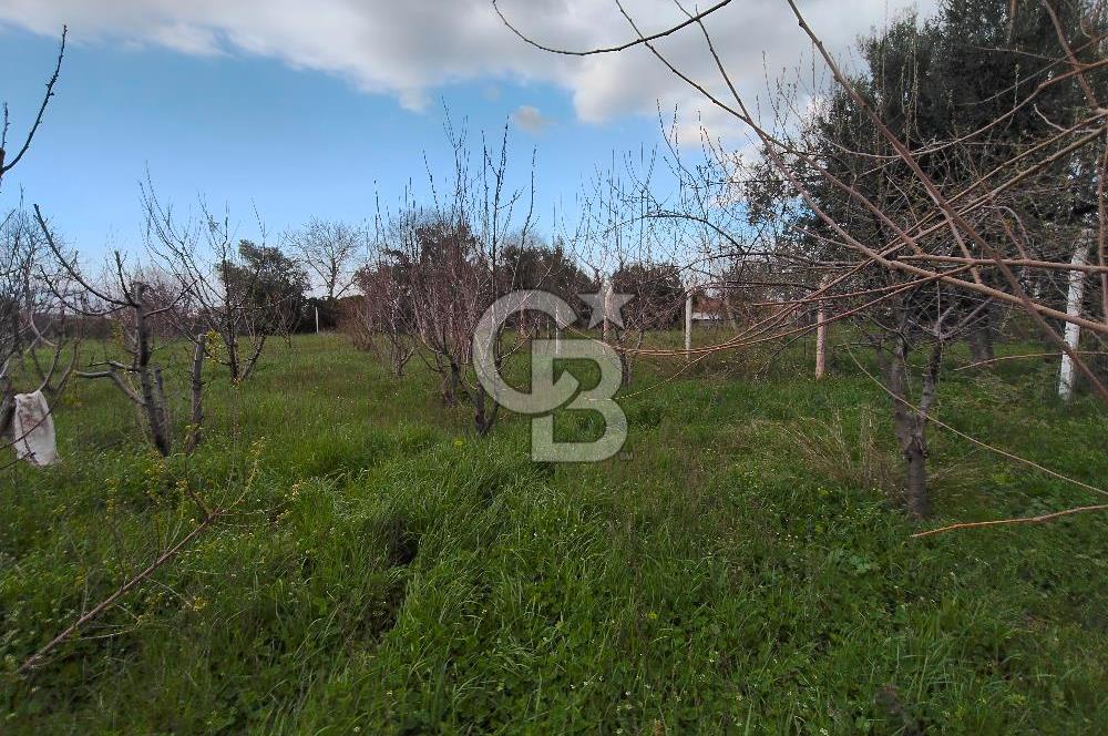 KEMALPAŞA BAĞYURDU'DA SATILIK KAYISI BAHÇESİ