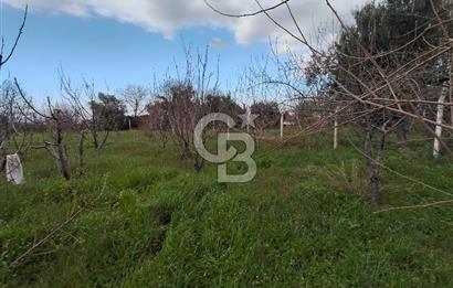 KEMALPAŞA BAĞYURDU'DA SATILIK KAYISI BAHÇESİ