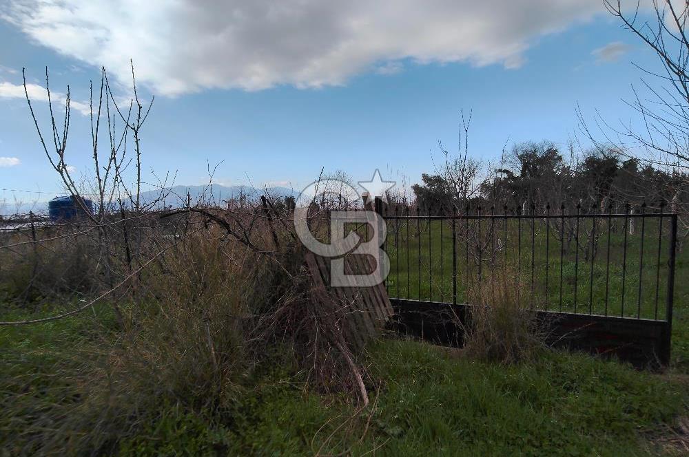 KEMALPAŞA BAĞYURDU'DA SATILIK KAYISI BAHÇESİ