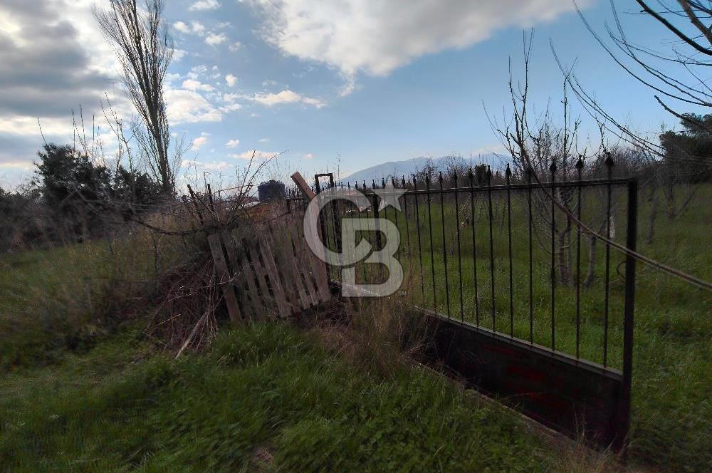 KEMALPAŞA BAĞYURDU'DA SATILIK KAYISI BAHÇESİ